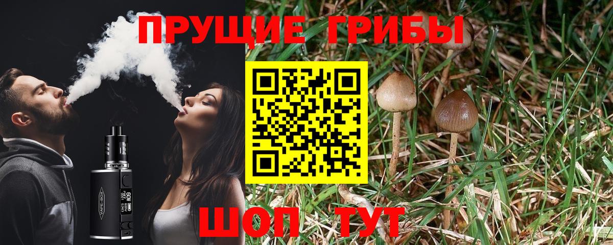 Псилоцибиновые грибы Psilocybe Вышний Волочёк